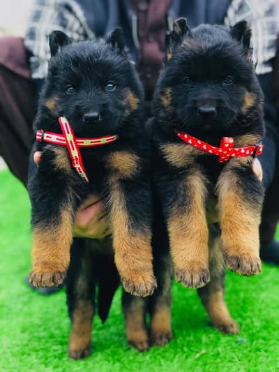 German Shepherd Pupps | Long coat German Shepherd Pupps | GSD