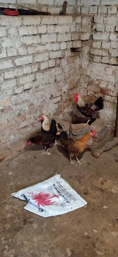 Ando wali murgiya ha daily anda dyti ha
