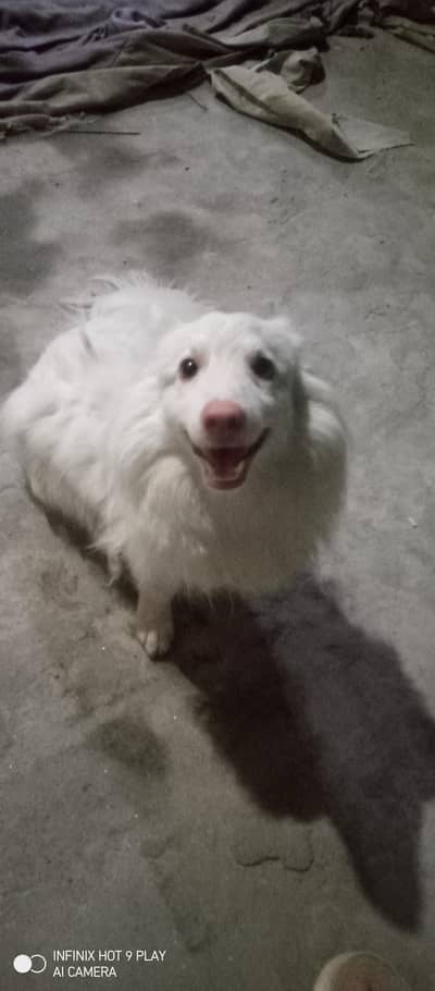 Russian male dog (small size)  triple coat with long tail
