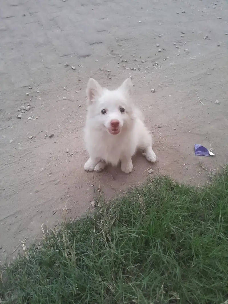 Russian male dog (small size)  triple coat with long tail — photo 2