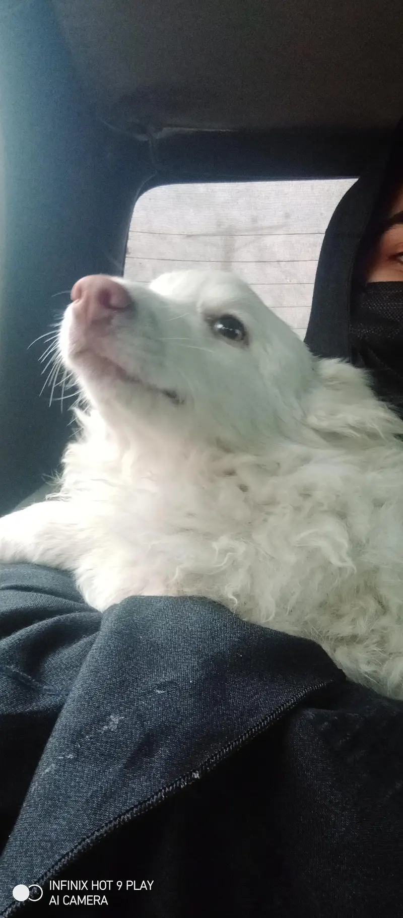 Russian male dog (small size)  triple coat with long tail — photo 3