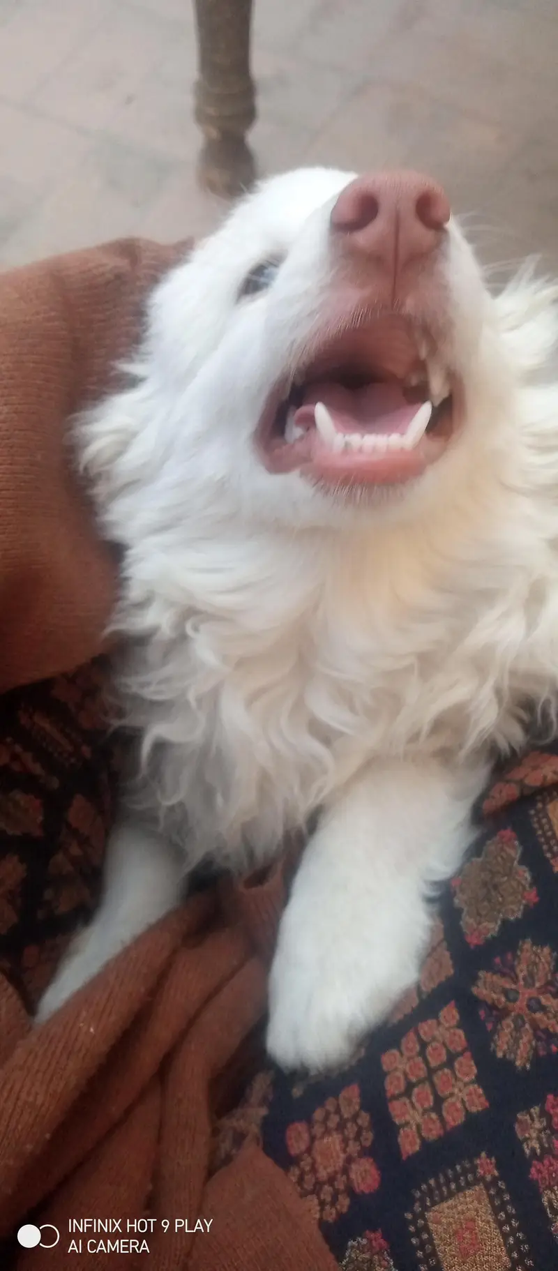 Russian male dog (small size)  triple coat with long tail — photo 4
