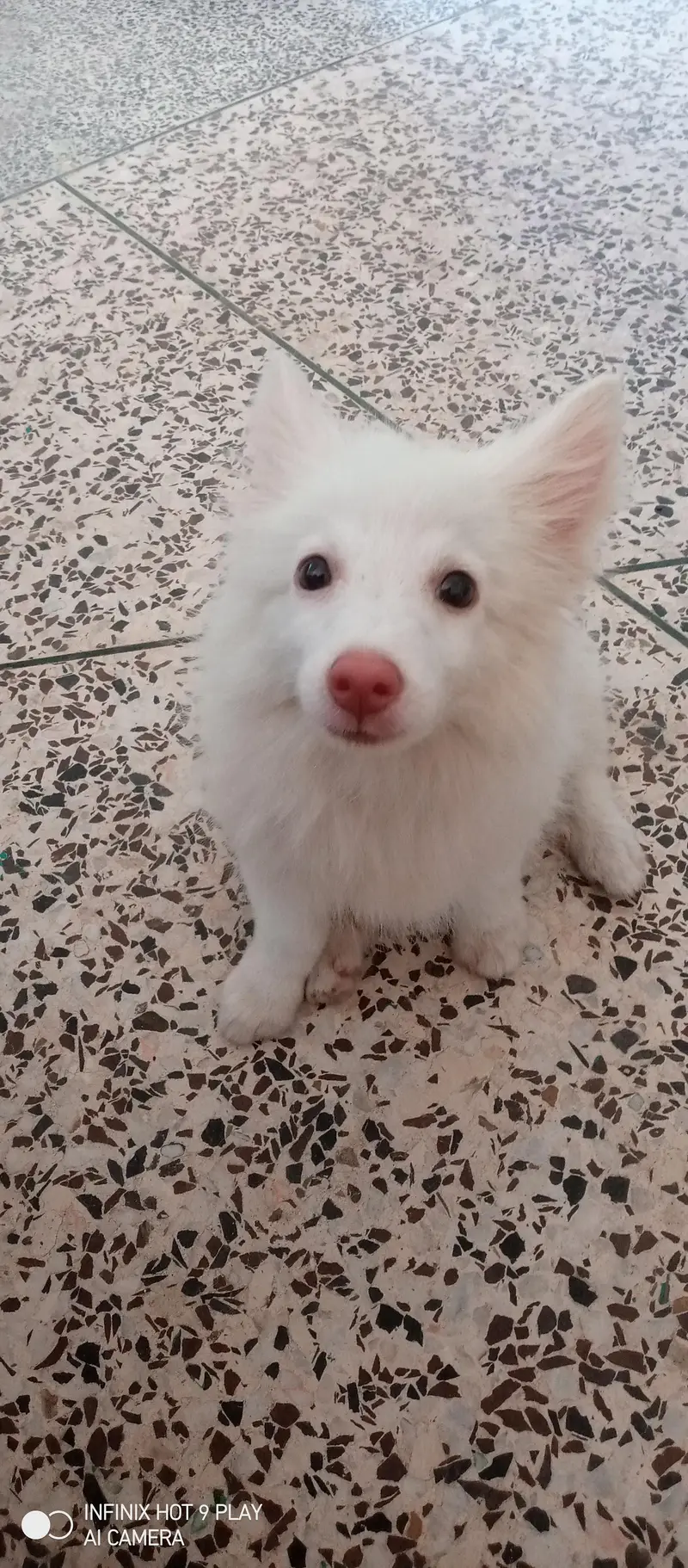 Russian male dog (small size)  triple coat with long tail — photo 5