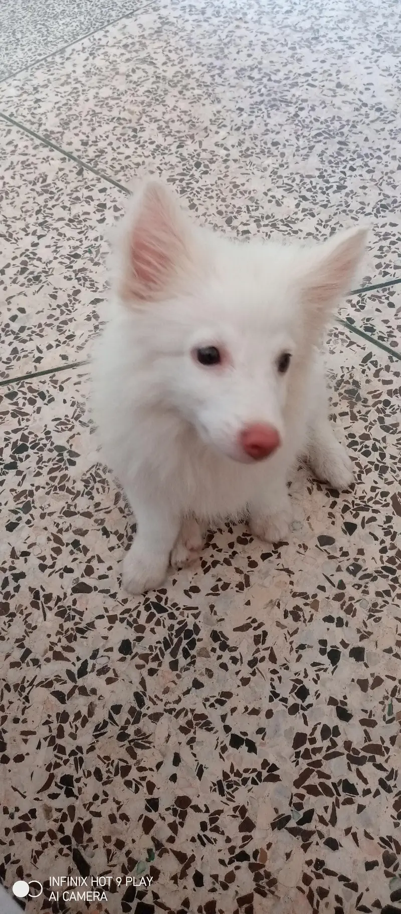 Russian male dog (small size)  triple coat with long tail — photo 6