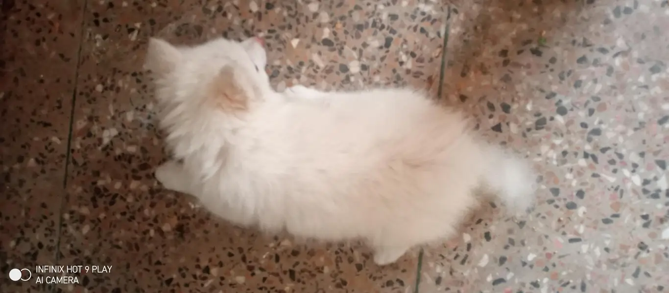 Russian male dog (small size)  triple coat with long tail — photo 7