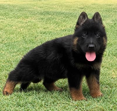 German Shepherd Long Coat Puppy | German Shepherd Puppy For Sale