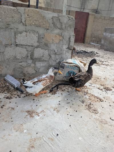 ducks for sale