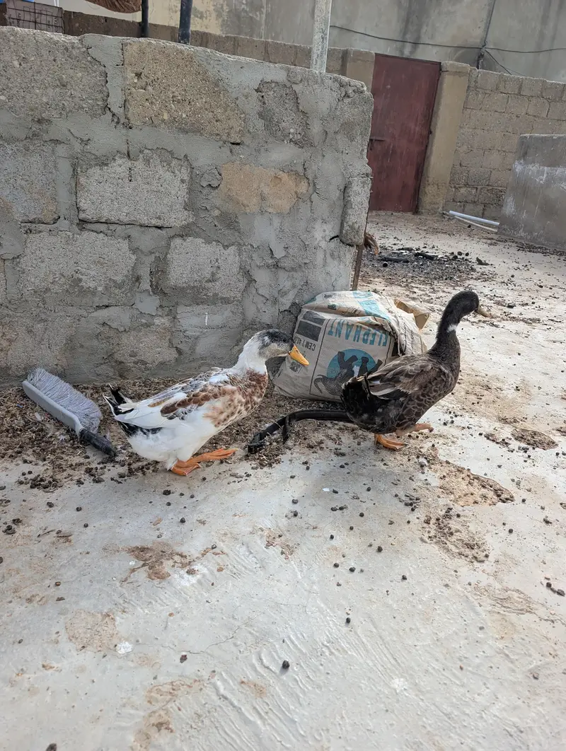 ducks for sale