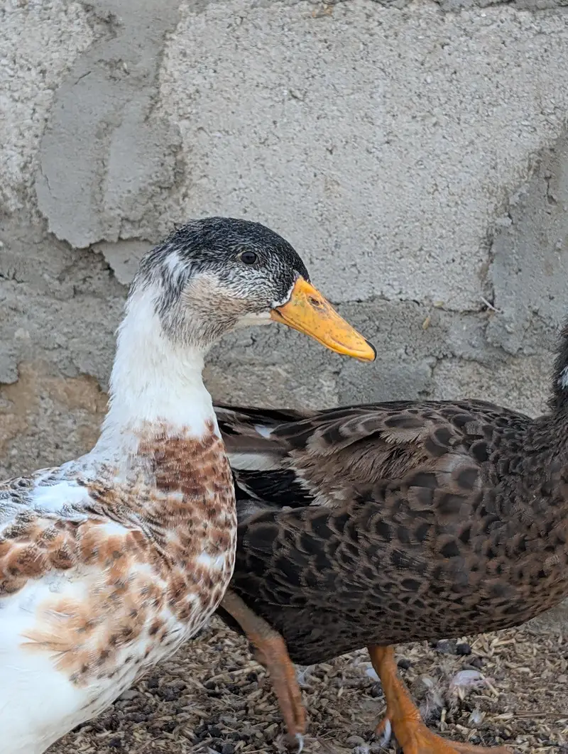 ducks for sale — photo 2
