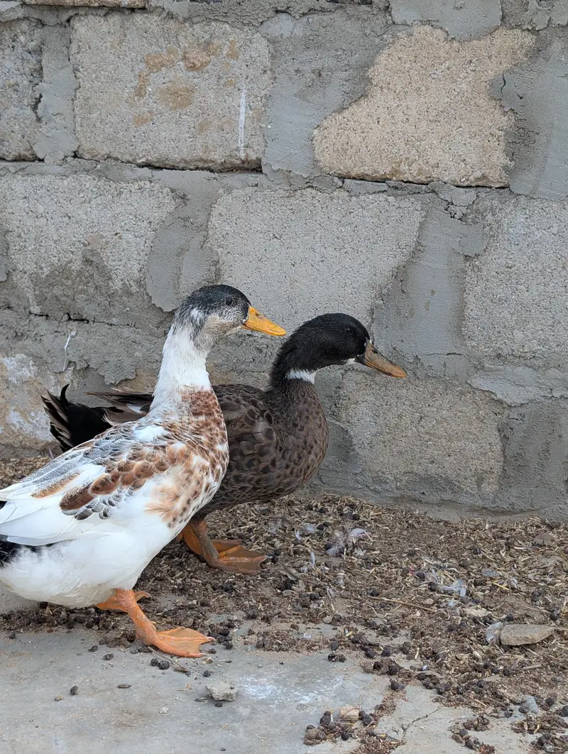 ducks for sale — photo 3