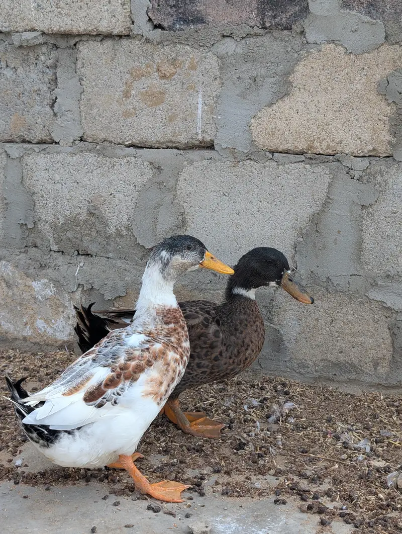 ducks for sale — photo 4
