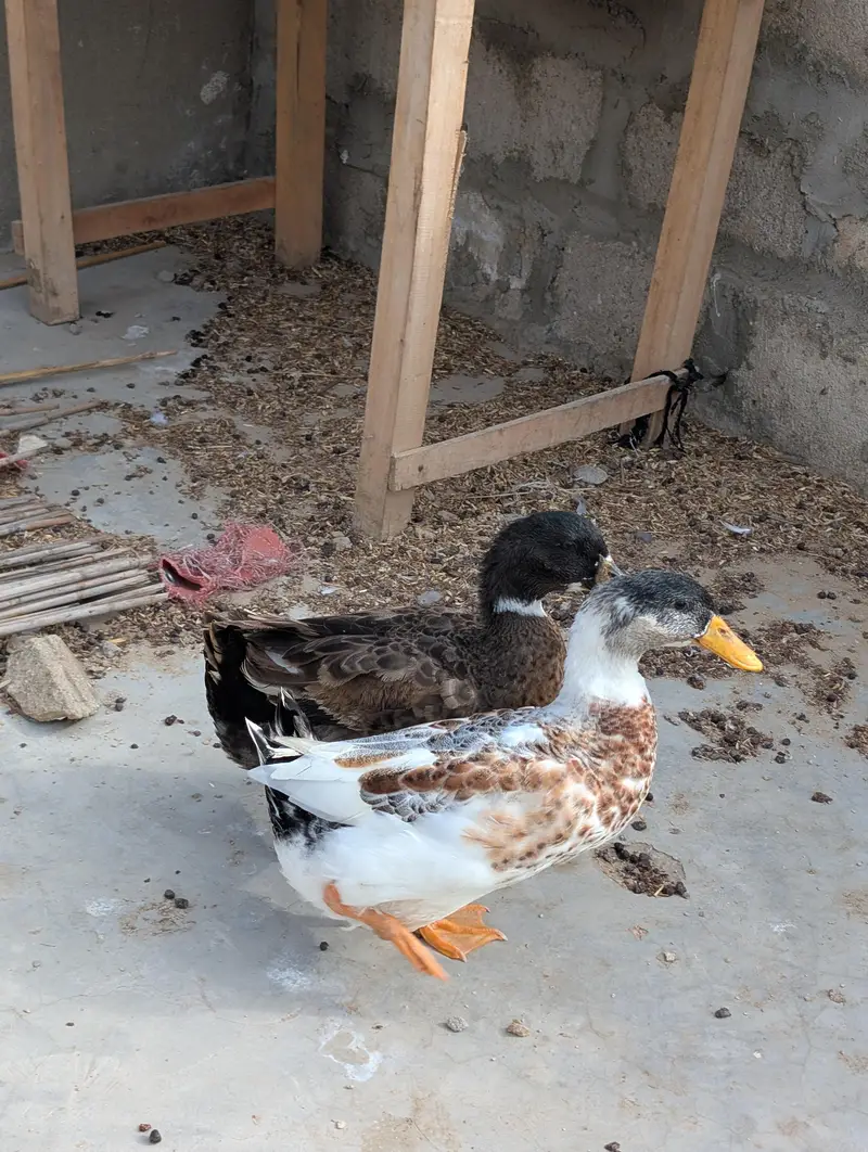 ducks for sale — photo 5