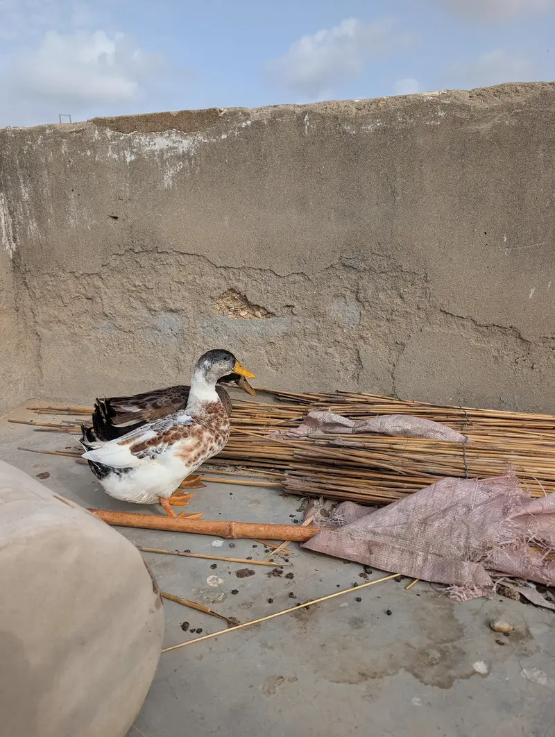 ducks for sale — photo 6