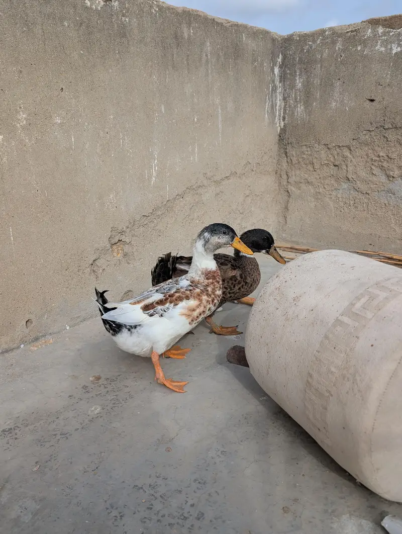 ducks for sale — photo 7