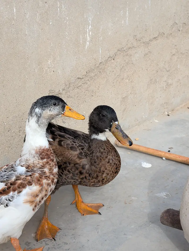 ducks for sale — photo 8