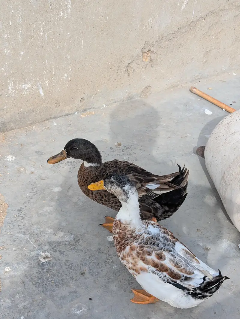 ducks for sale — photo 9