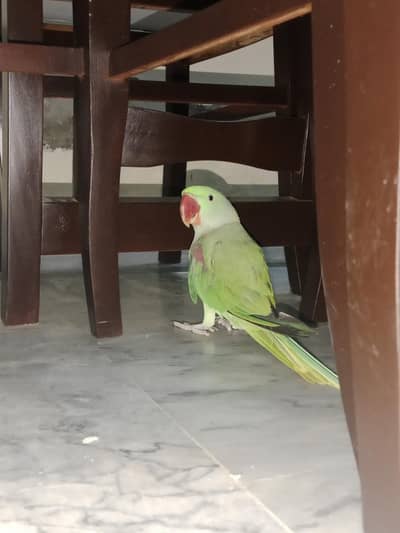 RAW PARROT FOR SALE