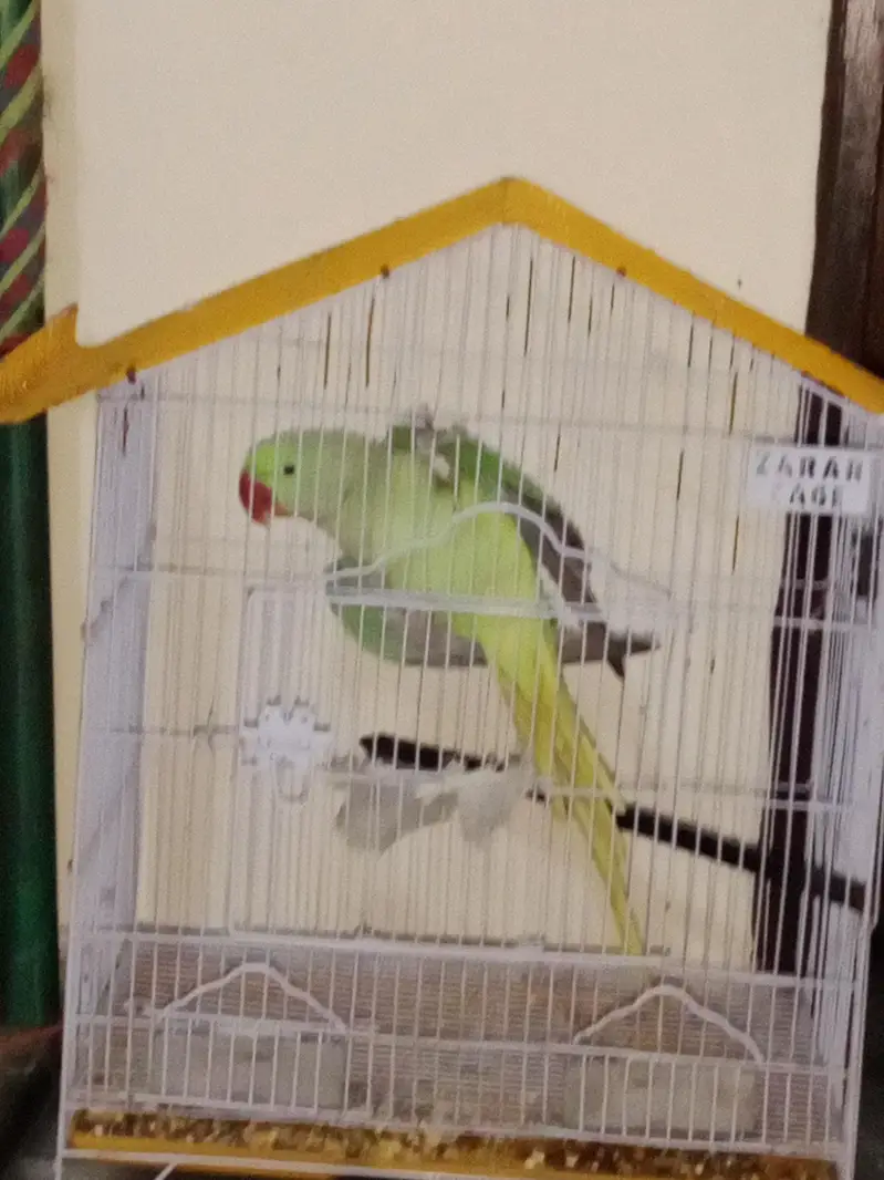 RAW PARROT FOR SALE — photo 2
