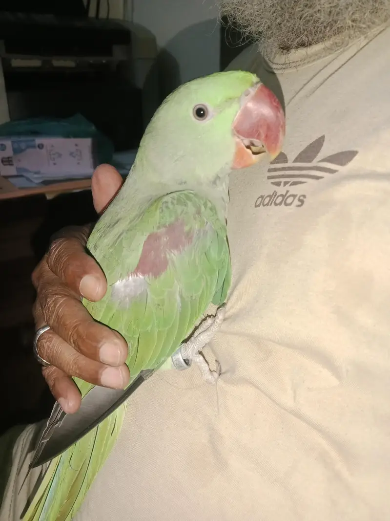 RAW PARROT FOR SALE — photo 3