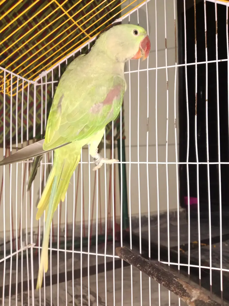 RAW PARROT FOR SALE — photo 4