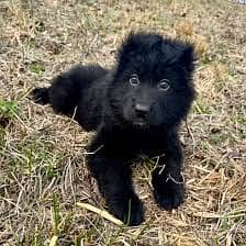 German Shepherd male for sale