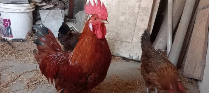 Pure Rhode Island Red (RIR) Heavy Quality Breeder Rooster