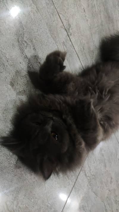 Grey persian female cat