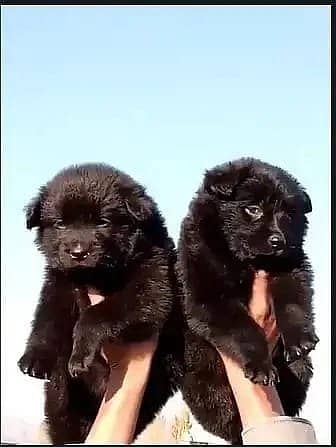 German Shepherd Black | Black German shepherd Puppy Pair | Black GSD