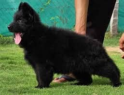 German Shepherd for sale