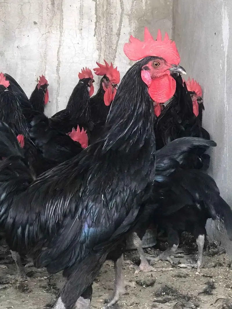 4+ Months age pure austrolop pathy pathiya — photo 2