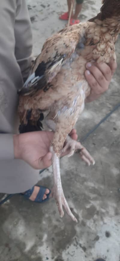 Aseel والی