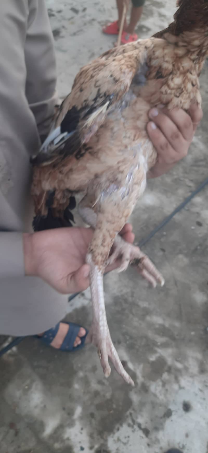 Aseel والی 0