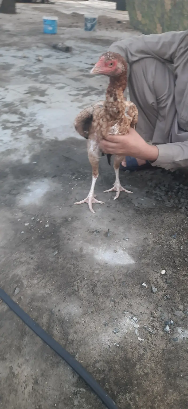 Aseel والی — photo 6