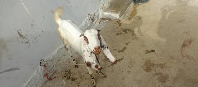 bakri for sell