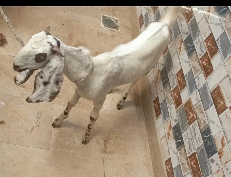bakri for sell — photo 2