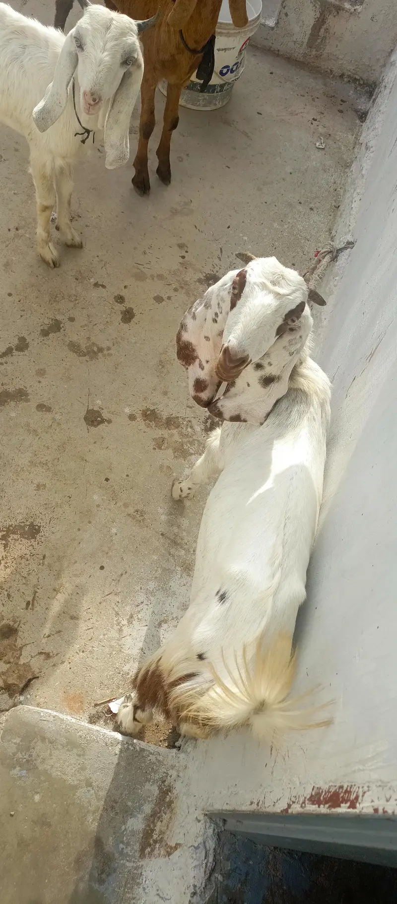bakri for sell — photo 3