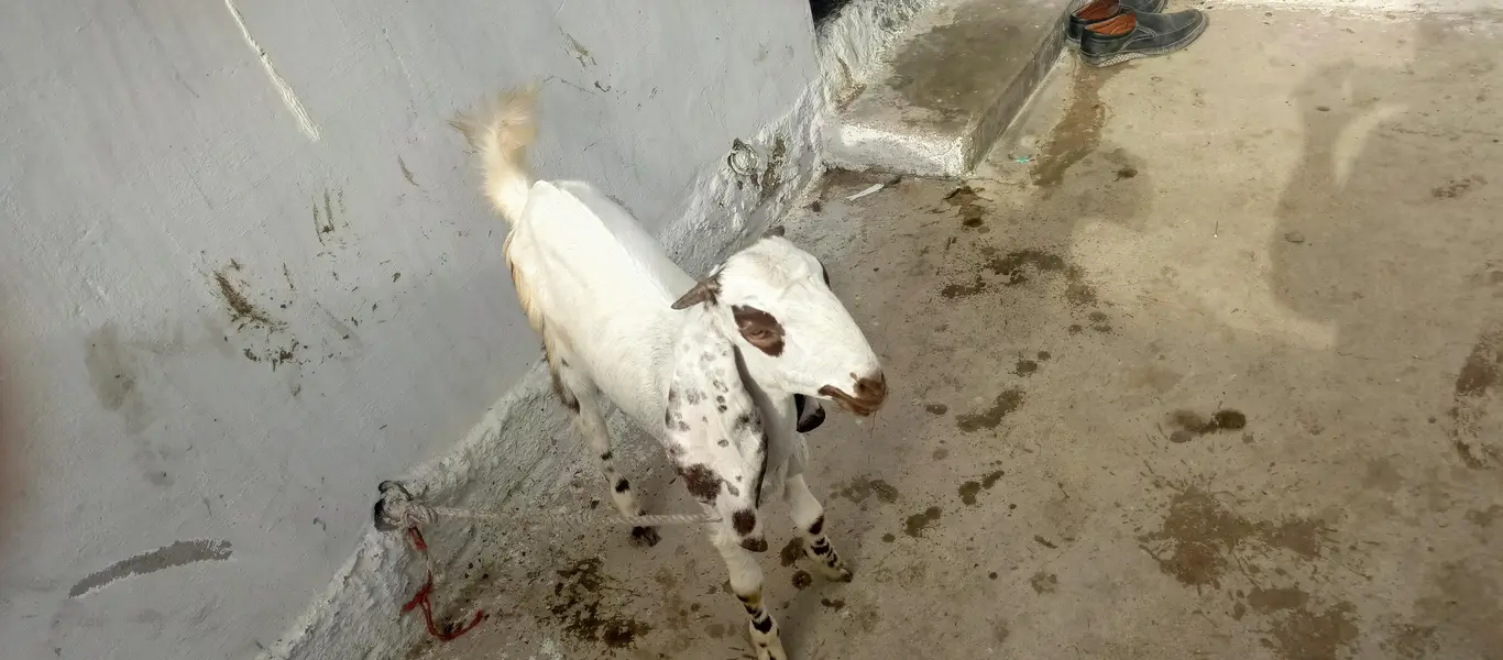 bakri for sell — photo 4