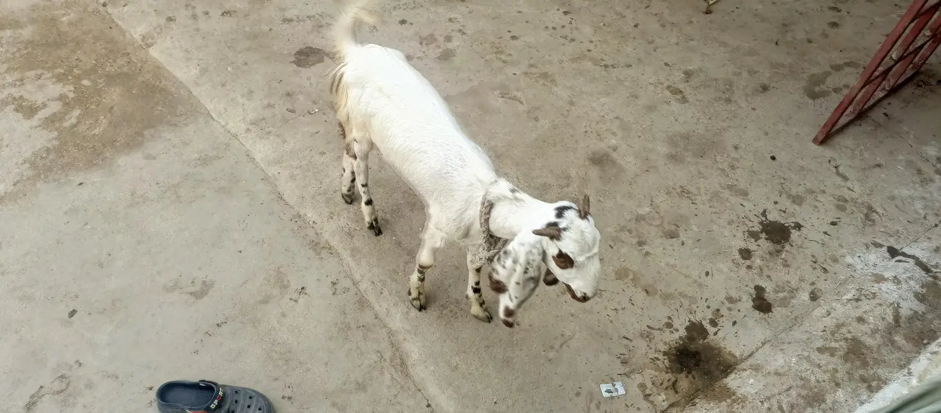 bakri for sell — photo 5