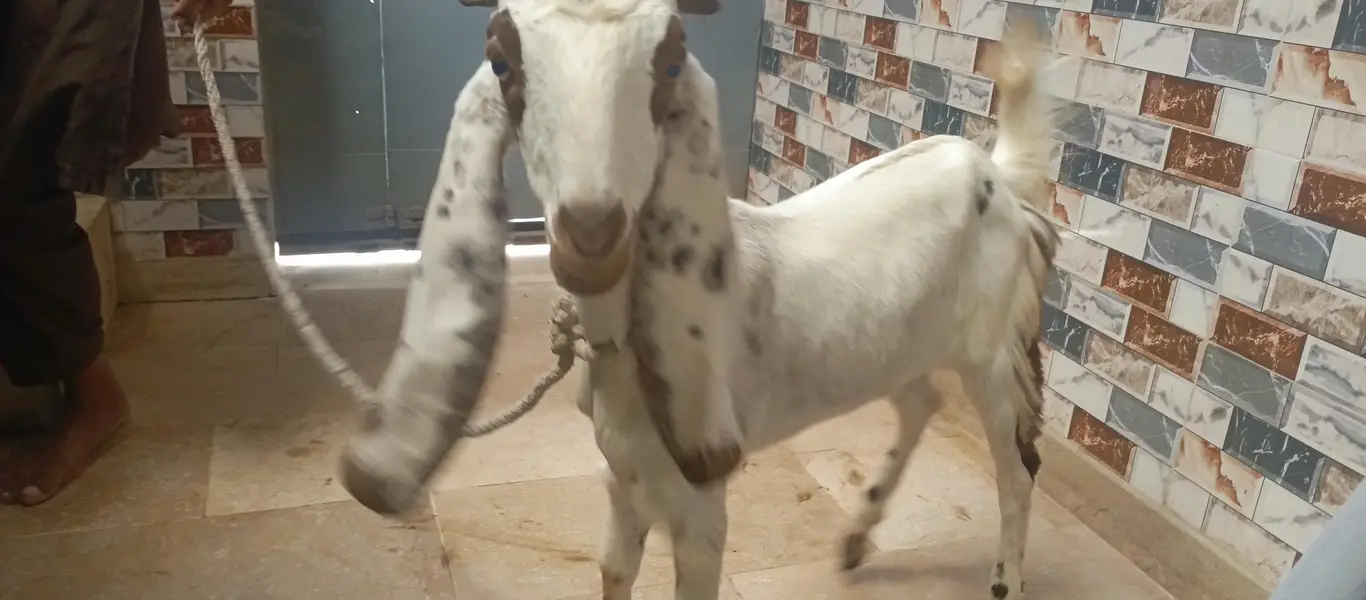 bakri for sell — photo 6