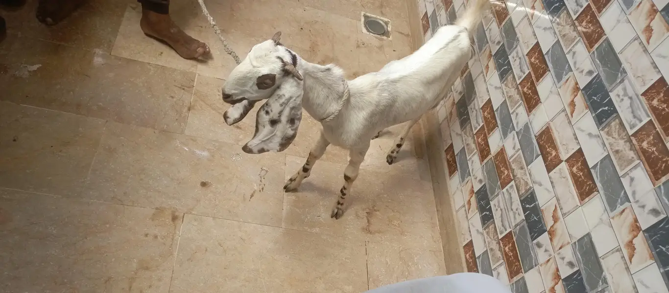 bakri for sell — photo 7