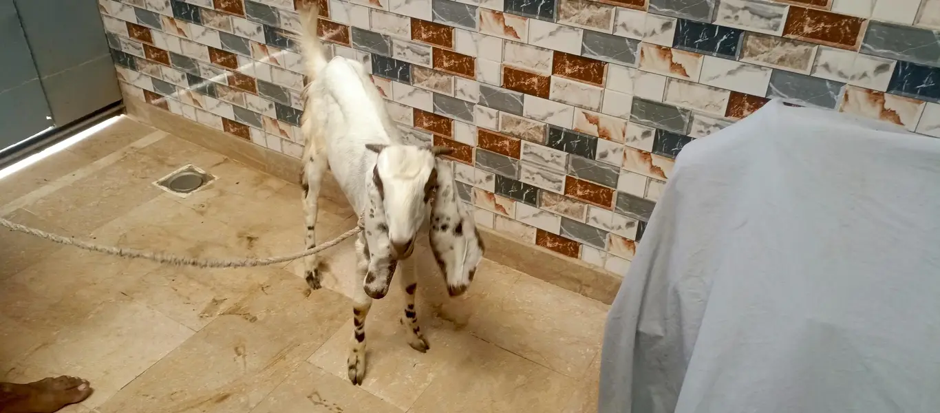 bakri for sell — photo 8