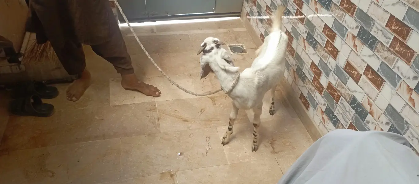 bakri for sell — photo 9