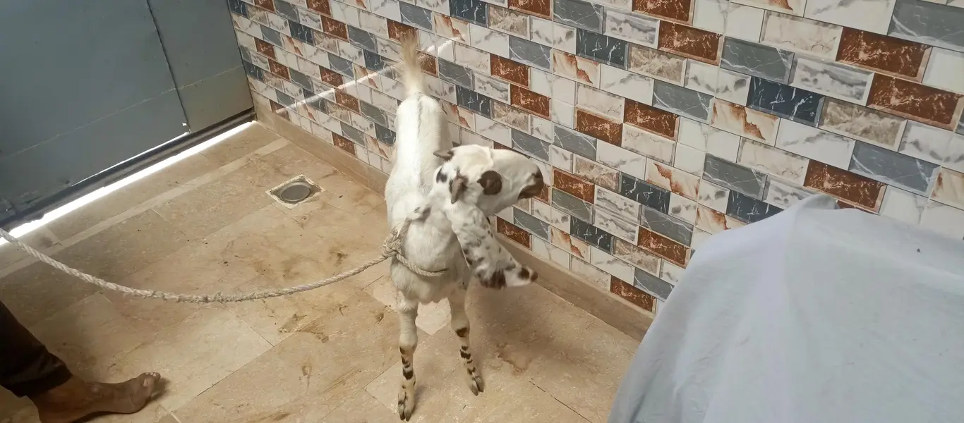 bakri for sell — photo 10