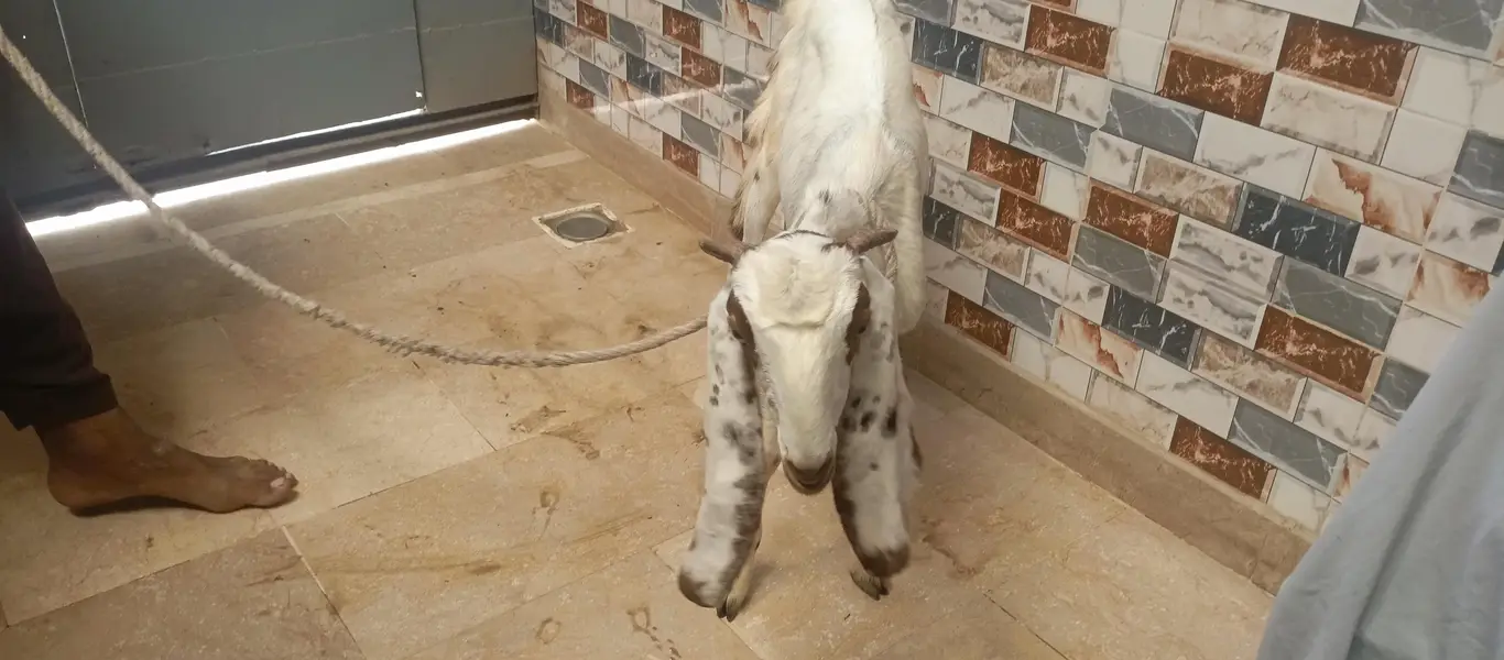 bakri for sell — photo 11