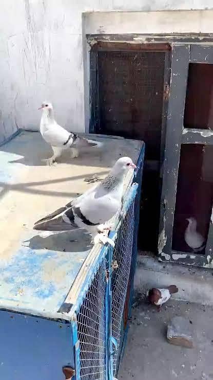 Fancy pigeons different prices 0