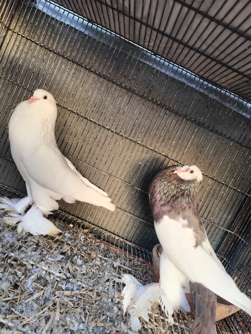 Fancy pigeons different prices — photo 2