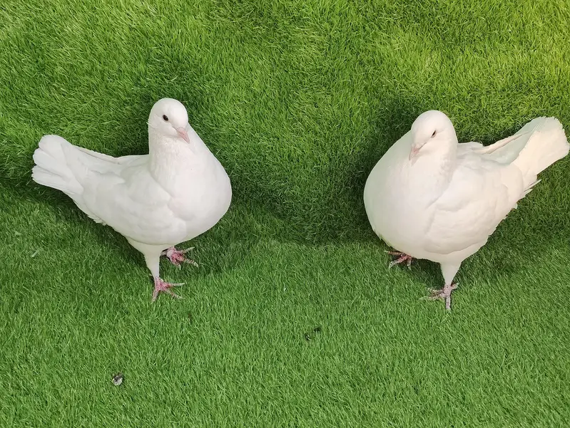 Fancy pigeons different prices — photo 3
