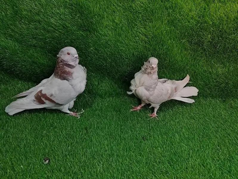 Fancy pigeons different prices — photo 4