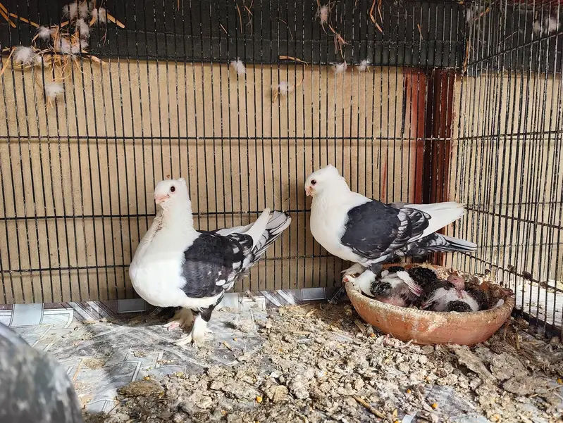 Fancy pigeons different prices — photo 5