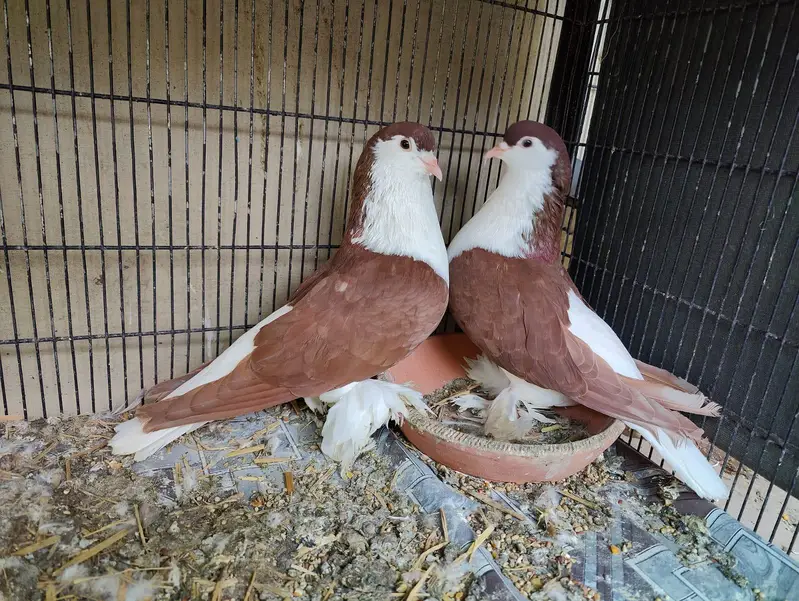 Fancy pigeons different prices — photo 6